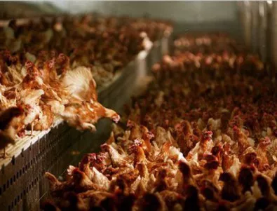 Над  милион тона храна за животни в Европа може да е заразена