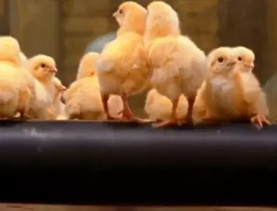 Германия първа в света спира да избива мъжки пилета 