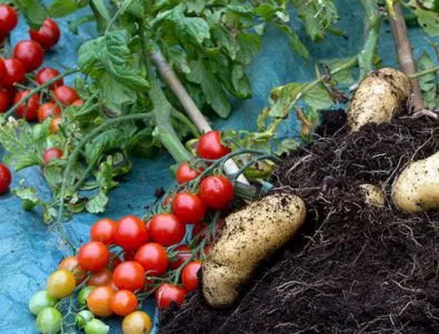 Растение ражда едновременно картофи и домати