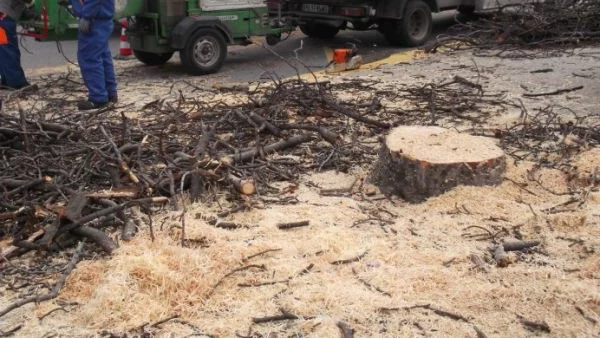 Отсякоха здраво дърво в Пловдив