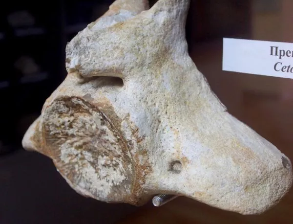 Откриха вкаменелост на праисторически кит във Варна 