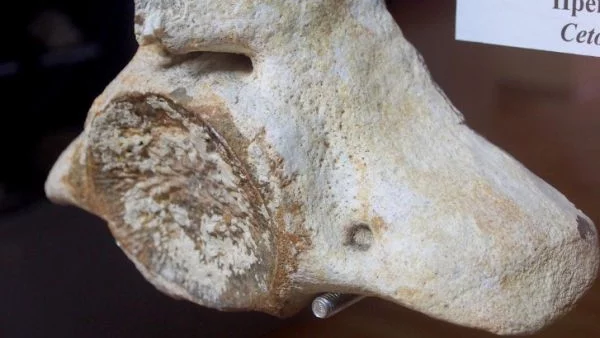 Откриха вкаменелост на праисторически кит във Варна 