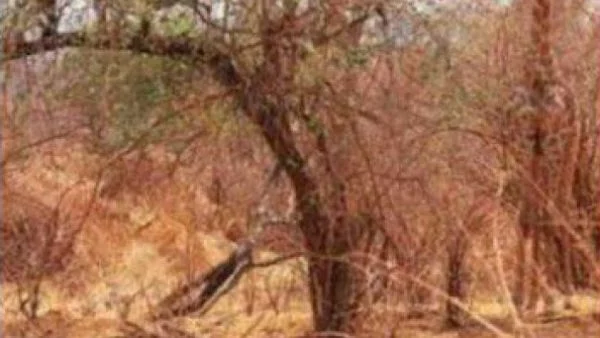 Открийте животното на снимката! Имате точно 15 секудни