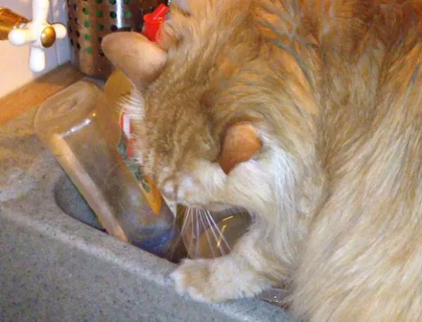 Как котка си мие зъбите преди лягане