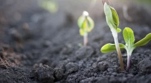 Светът е с крачка по-близо до създаването на биогориво от растения 