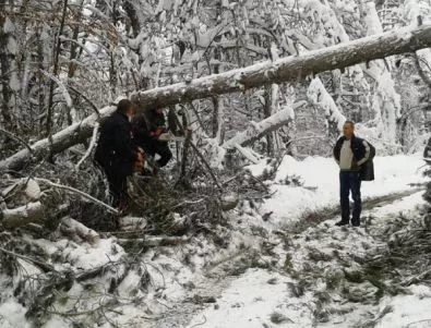 Падналата след снеговалежите дървесина в Кърджалийско още не е почистена