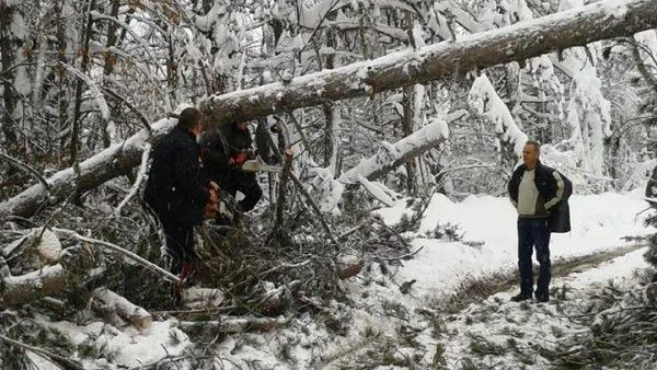 Падналата след снеговалежите дървесина в Кърджалийско още не е почистена