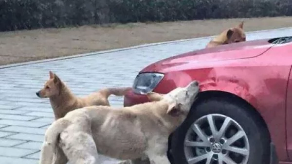 Куче, ударено от шофьор, се завръща с приятелите си, за да разбият колата