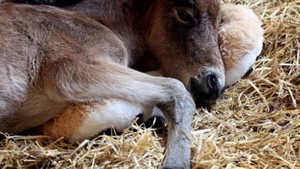 Новородено конче откри майчината любов в нещо неочаквано (СНИМКИ)