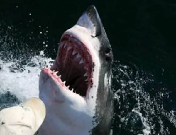 Невероятното приятелство между акула и човек (СНИМКИ)