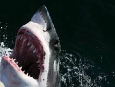 Нова жертва на акула в Австралия