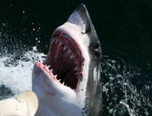 Рекордно много нападения на акули през миналата година