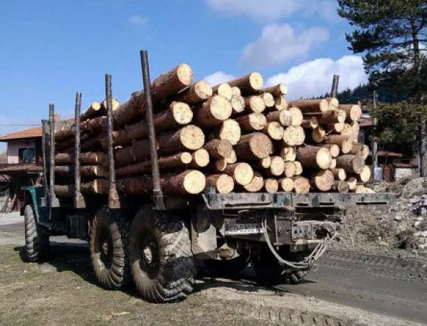 Износителите на дървесина ще протестират заради мораториума