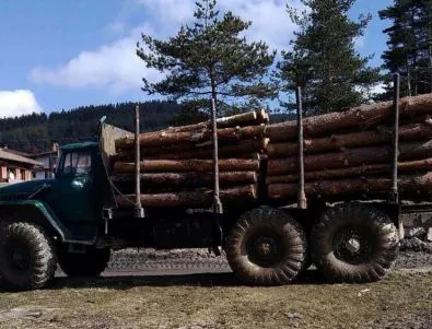 Мораториумът за дървесината може да има кратък живот заради протестите