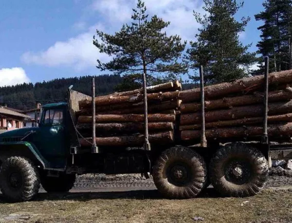 Конфискуваха 21 кубика незаконна дървесина
