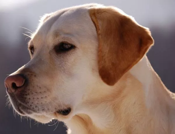Безумец трови домашни кучета в Пловдив