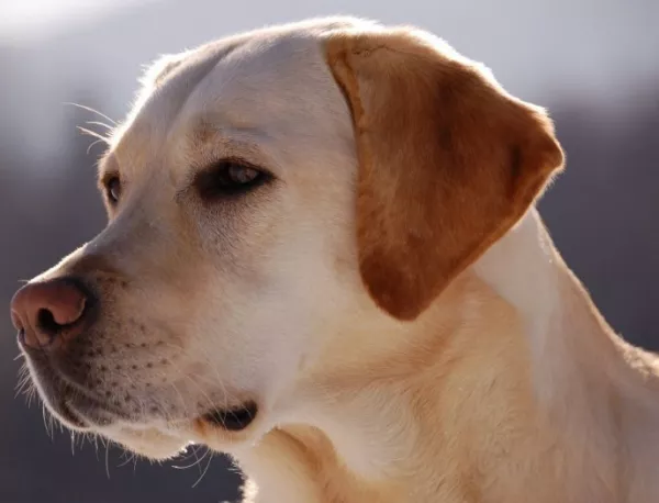 БАБХ започва кампания за бездомните кучета