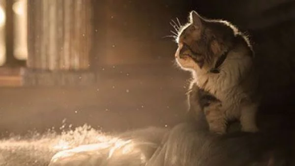 Тези котки спасиха живота на стопаните си