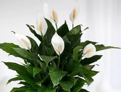 Лилия на мира: Красиво цвете за вашия дом и правилната грижа за него