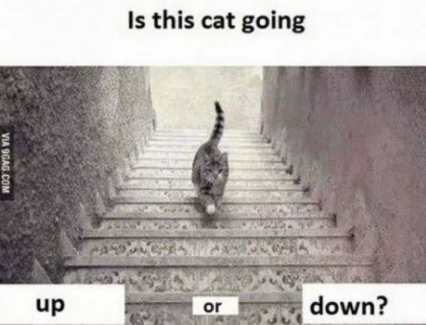 Тест: Котката върви нагоре или надолу? Какво ще отговорите вие