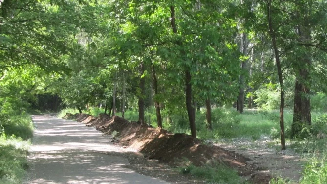СГП се самосезира за незаконната сеч на дървета в „Западен парк“