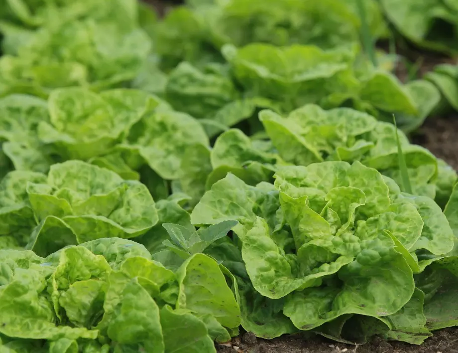 СВЕЖА маруля за вкусни салати: Добри условия за успешна реколта