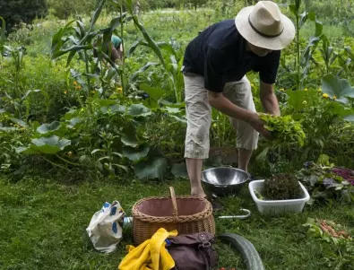 Защо опитните градинари използват сода, чесън и кориандър?