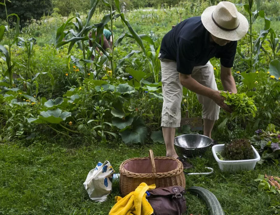 Ето как хитрите градинари предпазват реколтата от киселинен дъжд - лесен трик!
