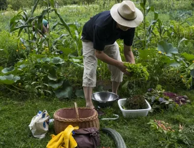 Използване на калиев перманганат в градината - тайният помощник на градинарите