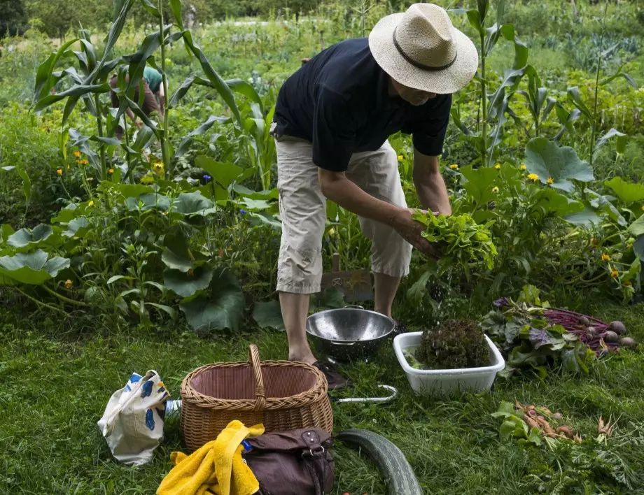 Лесен трик, с който можете да спасите реколтата си от киселинен дъжд