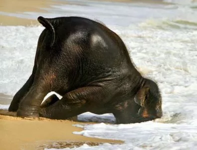 Слонче показа на хората как да се радват на морето (СНИМКИ)