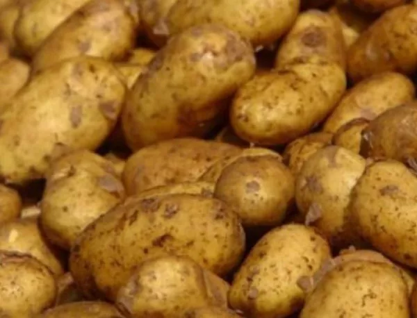Добивите на картофи тази година ще бъдат с 20 - 25% по-ниски 