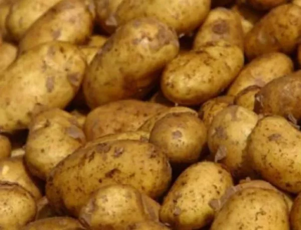 "Празник на картофа" ще се проведе в Чепеларе