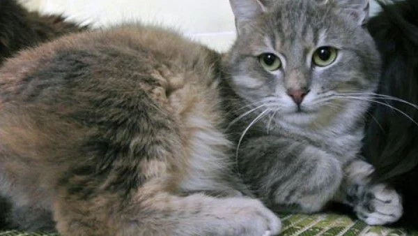 5 писани търсят осиновители в “котешкото кафе” 