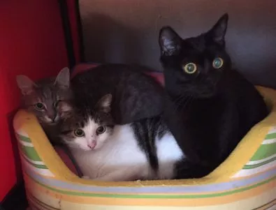 Две котета намериха осиновителите си на първата 