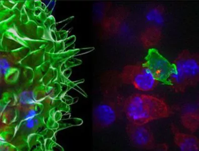 Как Т-килърите убиват раковите клетки (ВИДЕО)
