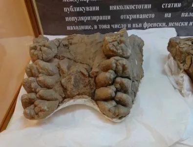 В Асеновград вече има специална зала с фосили на отдавна изчезнали животни