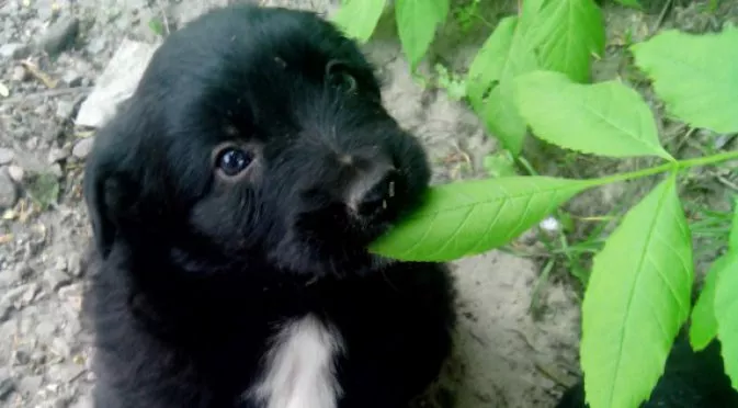 ВИДЕО: Куче спаси любимия си отбор от гол