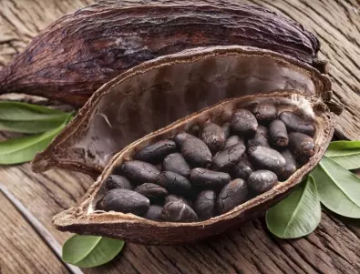 По няколко сурови какаови зърна на ден могат да подобрят вашето здраве 