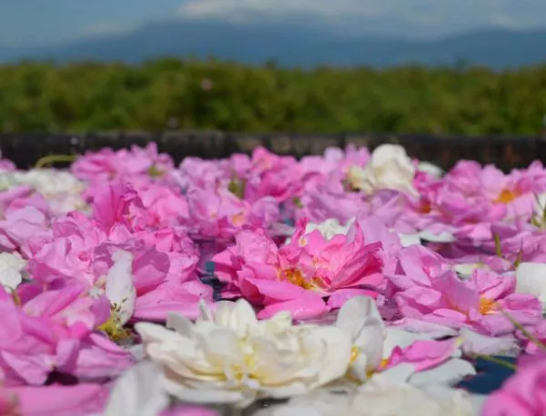 "Фестивалът на розата" е новият туристически маршрут на България