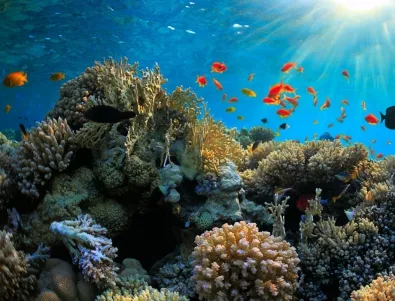 Египет забранява късането на корали и храненето на риби при гмуркане