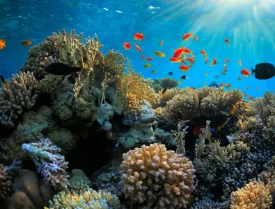 Учени откриха подводен небостъргач от корали край Австралия