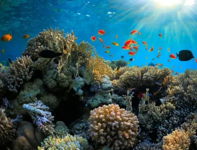 Нови доказателства: Човекът съсипва една от най-важните екосистеми в океаните