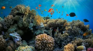 Вече можем да изследваме океаните чрез Google Street View