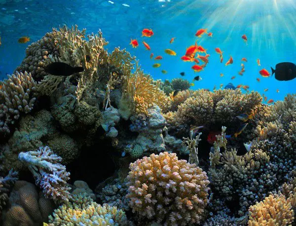 Коралите пред изчезване