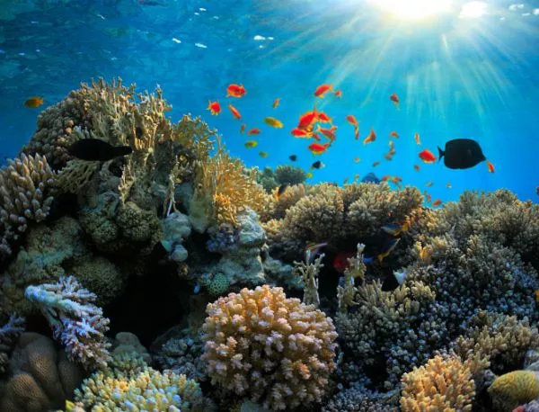 Третото глобално обезцветяване на коралите вече е започнало
