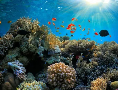 Трансплантираха корали в Големия бариерен риф
