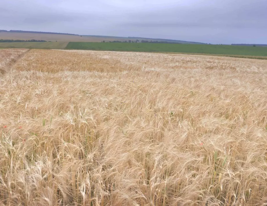 Проучване: Европейските помощи за земеделците противоречат на климатичните цели