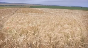 Пшеницата и олиото поевтинели рекордно през тази година