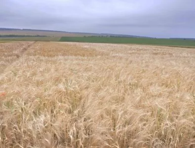 Тазгодишният добив на пшеница няма да е достатъчен за производителите